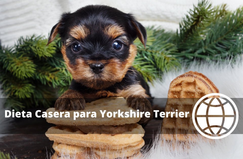 Dieta Casera para Yorkshire Terrier