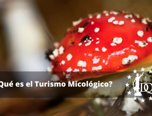 ¿Qué es el Turismo Micológico? y Ejemplos