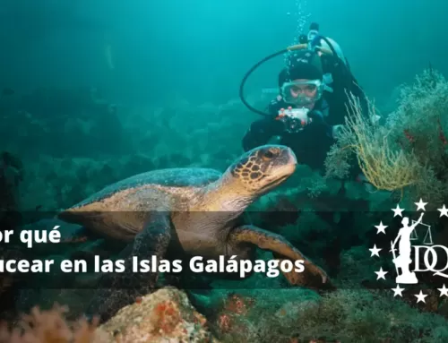 Por qué Bucear en las Islas Galápagos, Nuestra Experiencia de Buceo