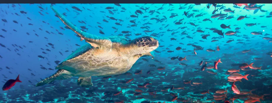 Por qué Bucear en las Islas Galápagos - Ver Tortugas