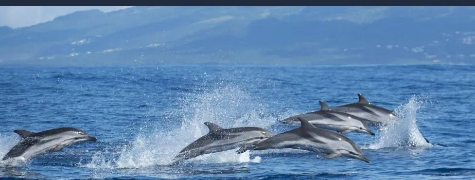 Por qué Viajar a Funchal, Madeira - Observación de Delfines y Ballenas