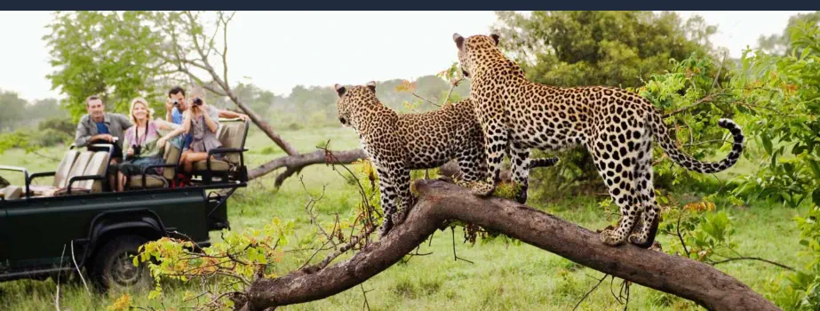 Vacaciones de Safari en el Parque Kruger de Sudáfrica - Observación de Animales