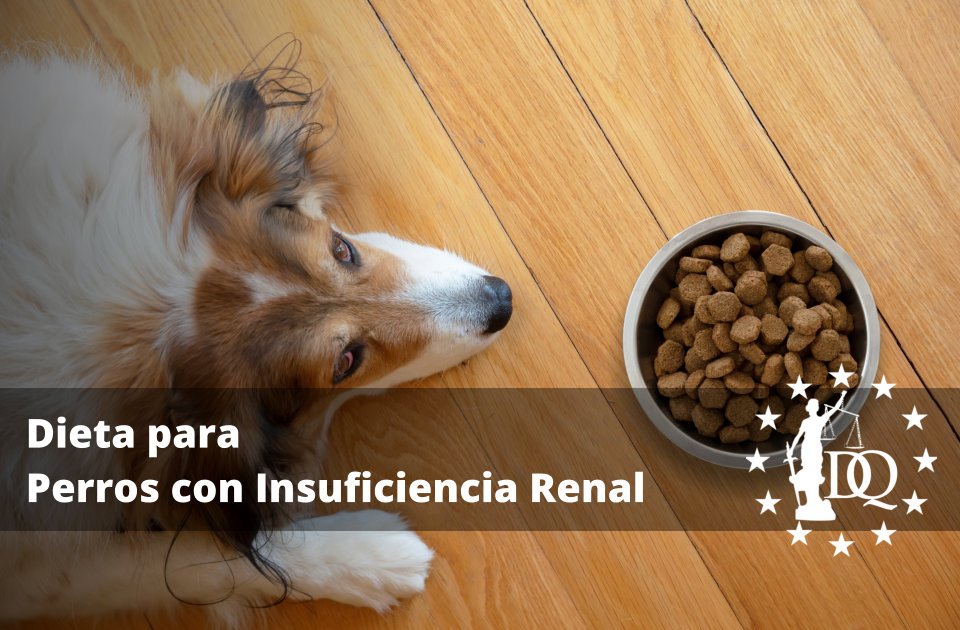 Dieta para Perros con Insuficiencia Renal